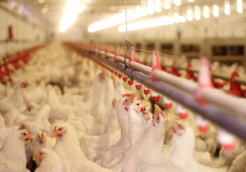 Dấu hiệu nhận biết cúm gia cầm độc lực cao A/H5N8