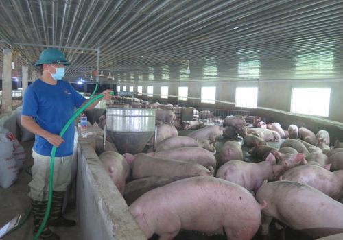 ‘Bắt tay’ doanh nghiệp chăn nuôi lợn gia công, mở hướng làm giàu