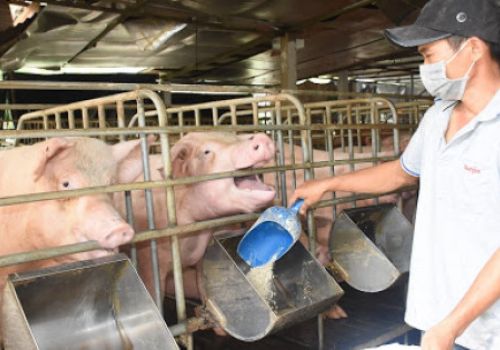 Lợi bất cập hại: Giá lợn xuống thấp người chăn nuôi chọn thức ăn giá rẻ nhưng kém chất lượng
