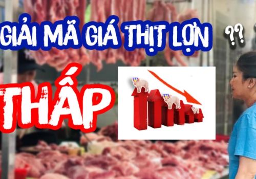 Giải mã giá thịt lợn thấp