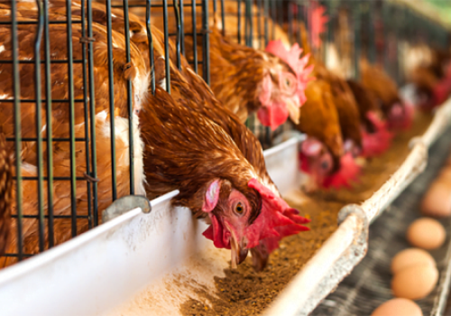 Biện pháp phòng tránh hội chứng giảm đẻ trên gà