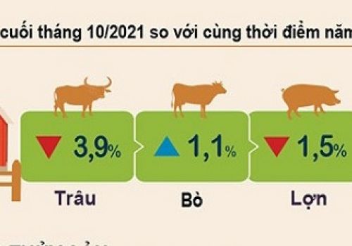 Tình hình chăn nuôi cuối tháng 10/2021