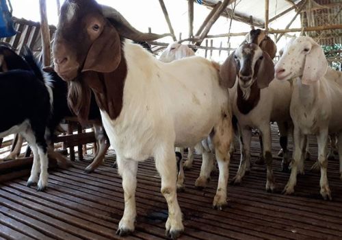 Dê Boer – Mô hình mới cho người chăn nuôi