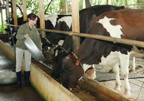 Lào Cai: Mường Khương phòng, chống đói, rét cho đàn gia súc