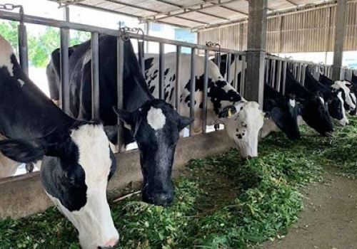 Mô hình sản xuất thức ăn TMR chăn nuôi bò sữa