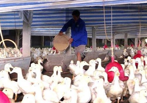 Hiệu quả mô hình chăn nuôi vịt thương phẩm cao sản trên cạn tại Hà Nội