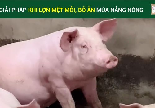 Giải pháp cho lợn mệt mỏi bỏ ăn mùa nắng nóng