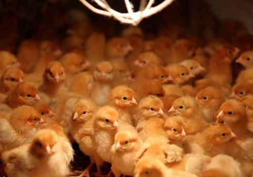 Giải pháp kiểm soát tỷ lệ gà chết sớm trong chuồng gà thịt