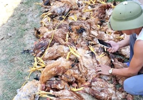 Mất điện đột ngột lúc nắng nóng một trang trại thiệt hại gần 1.000 con gà