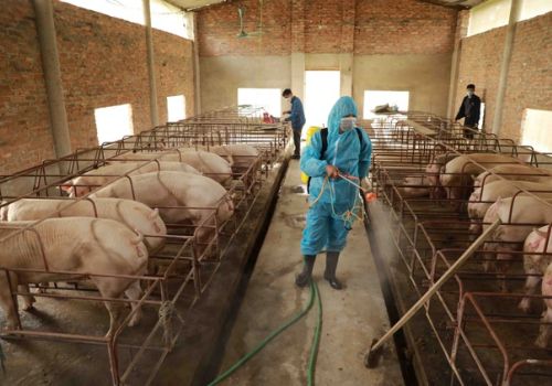 Tại sao Việt Nam có đàn gia súc gia cầm top đầu thế giới nhưng xuất khẩu lại ít?