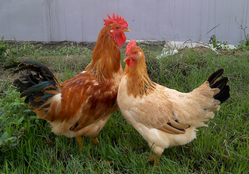 5 giống gà thịt cho hiệu quả kinh tế cao
