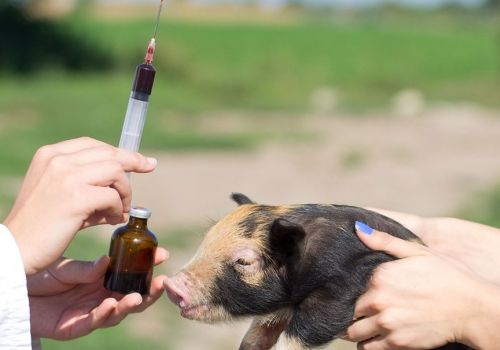 Quy định về sử dụng kháng sinh trong chăn nuôi động vật trên cạn