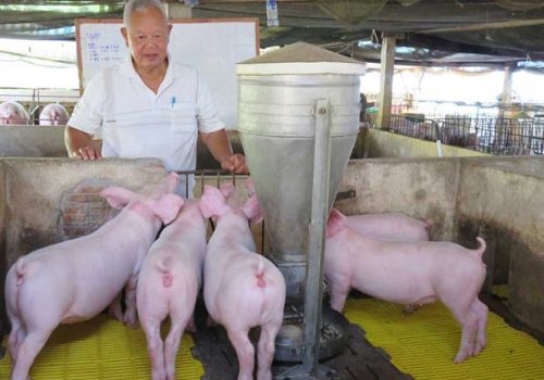 Giá lợn “quay đầu” giảm, người nuôi chưa kịp mừng lại thêm lo