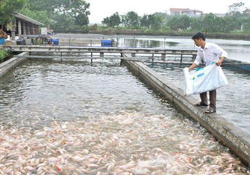 Phú Thọ khắc phục khó khăn trong nuôi trồng thủy sản