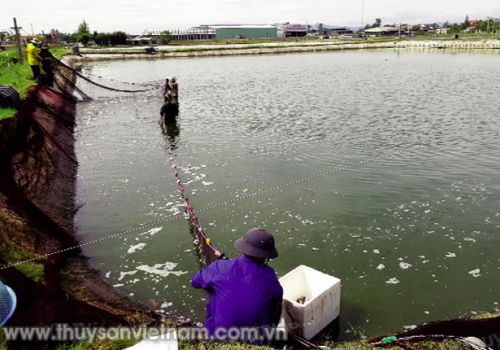 Chia sẻ kinh nghiệm nuôi tôm thẻ chân trắng hiệu quả