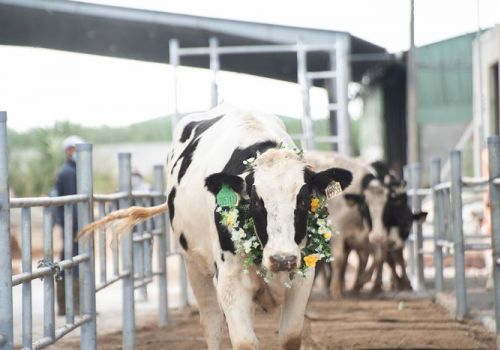 Nutifood đăng kí sáng chế thức ăn chăn nuôi bò sữa bổ sung thảo mộc