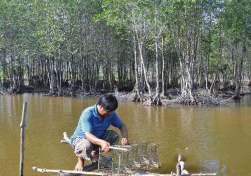 Bạc Liêu: Hiệu quả từ mô hình nuôi tôm – cua – cá kết hợp dưới tán rừng
