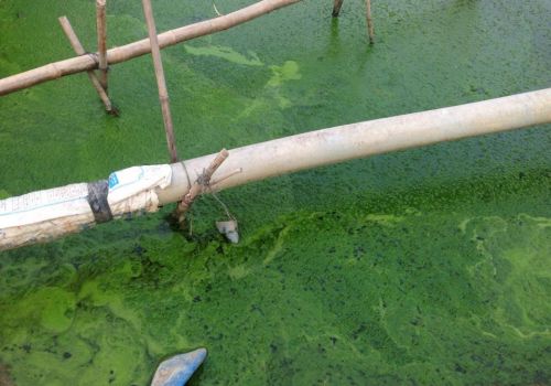 Kiểm soát các loại tảo gây hại trong ao nuôi
