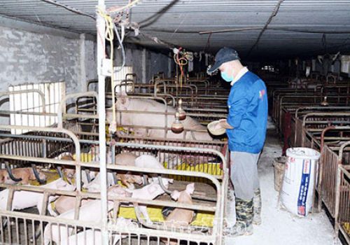 Hưng Yên: Phát triển chăn nuôi theo hướng tuần hoàn