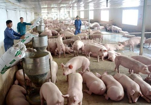 Hải Dương: Xuất bán 58.200 tấn lợn hơi