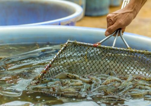 Chế độ ăn không cá cho tôm đạt giải thưởng về môi trường