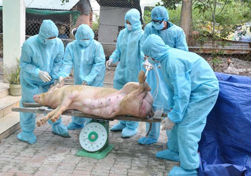 Tân Châu (Tây Ninh): Tiêu hủy 23 con heo bị bệnh dịch tả heo Châu Phi
