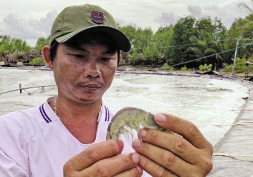 Nuôi tôm giỏi như anh Dương