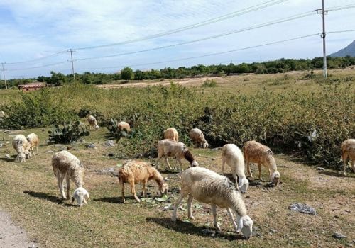 Người nuôi dê, cừu ở Ninh Thuận khổ với giá cả bấp bênh