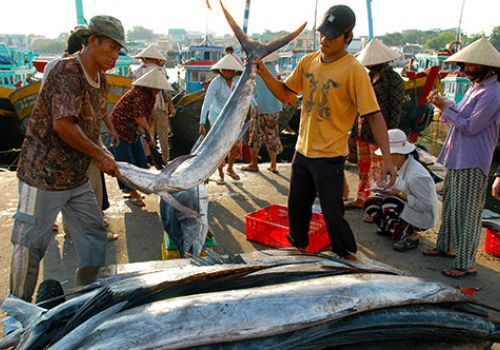 ‘Cứu’ chuỗi cung ứng hải sản bị đứt gãy