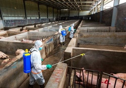 Thanh Hóa khống chế dịch tả lợn châu Phi có nguy cơ lan rộng