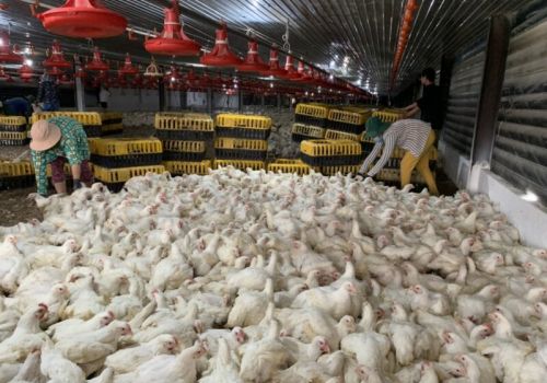 Đồng Nai: Giá gà công nghiệp tăng cao