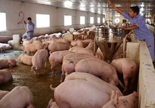 Giá lợn hơi tại miền Bắc giảm mạnh, nhiều nơi rời mốc 70.000 đồng/kg