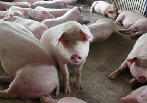 Giá lợn hơi có thể tăng trở lại vào đầu năm nhưng không đột biến
