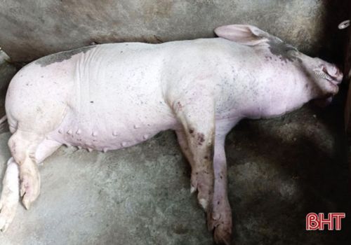 Hà Tĩnh: Vũ Quang tiêu hủy hơn 4 tạ gia súc mắc bệnh dịch tả lợn châu Phi