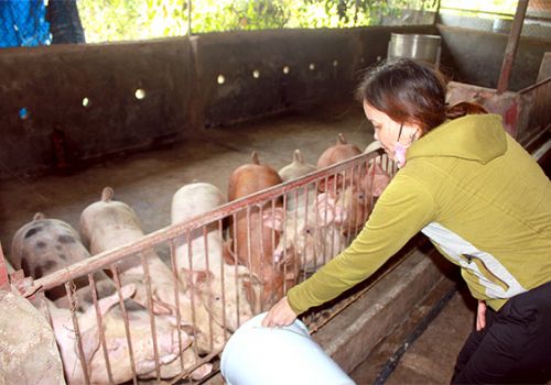 Đồng Nai: Cần chuyên nghiệp hóa chăn nuôi nhỏ