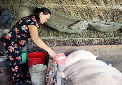 Hậu Giang: Giá heo giống giảm, ít người mua