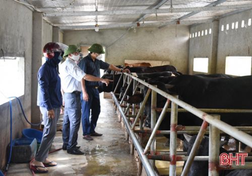 Hà Tĩnh: Người dân Lộc Hà hồi phục nhịp điệu phát triển chăn nuôi