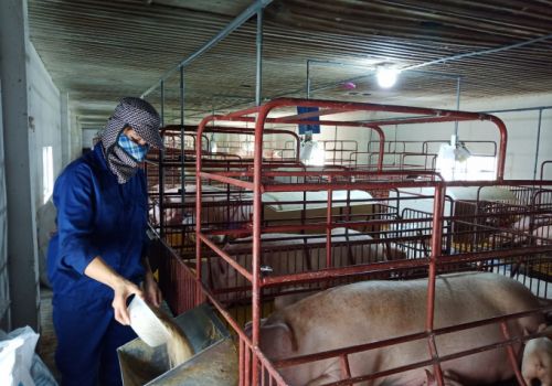 Giá lợn hơi giảm trong ‘bão giá’ thức ăn chăn nuôi