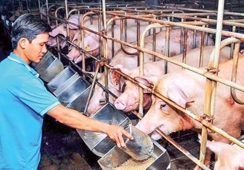 Giá lợn hơi thế giới chạm mức thấp nhất kể từ tháng 1/2021