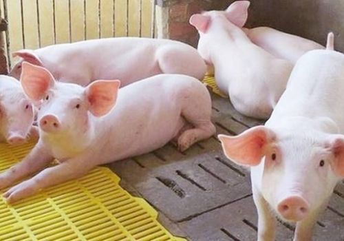 Cách chữa lợn nái đang mang thai bị ổ viêm Áp xe