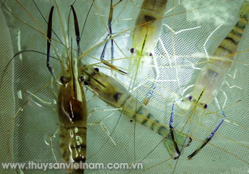 Tôm càng xanh: Sản xuất giống theo mô hình nước xanh cải tiến