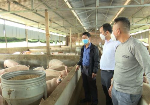 Đắk Lắk: Triển vọng liên kết chăn nuôi heo quy mô trang trại ở M’Drắk