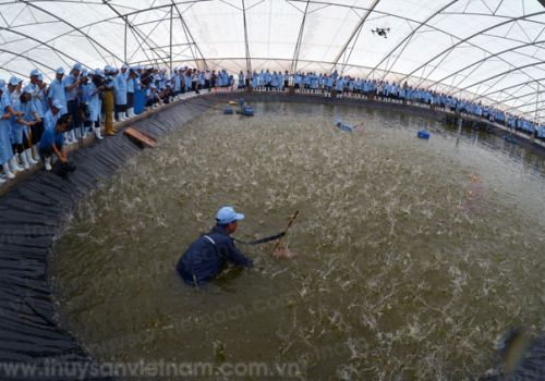 Một số mô hình nuôi tôm giúp đem lại hy vọng mới cho người dân