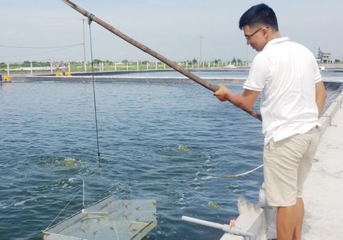 Nam Định: Mô hình ứng dụng khoa học kỹ thuật nuôi tôm hiệu quả ở Bạch Long