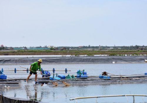 Bạc Liêu: Phát triển thủy sản 2021: Năm con tôm… vượt khó