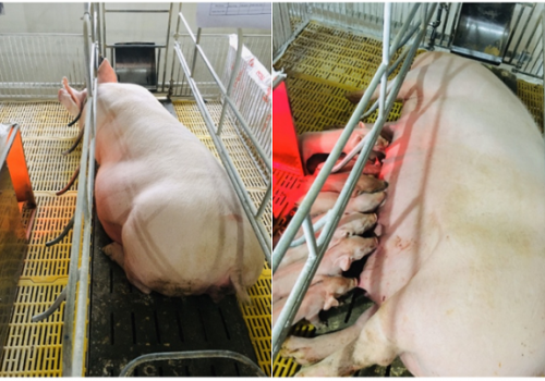 Chết lưu ở lợn con gây thiệt hại lớn cho ngành chăn nuôi ở Việt Nam