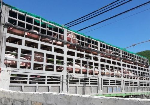 Lo ngại dịch bệnh, Campuchia kêu gọi các tỉnh giáp biên giới với Việt Nam hạn chế nhập khẩu lợn