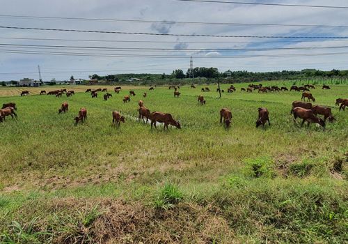 Tây Ninh: Triển khai kế hoạch quốc gia phòng, chống bệnh viêm da nổi cục trên trâu, bò