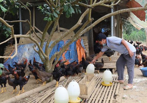 Lào Cai: Người chăn nuôi tất bật chờ Tết