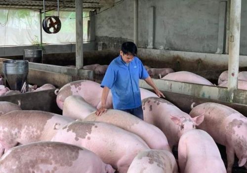 Giá lợn hơi ngày 15/12/2021: Giảm giá, người nuôi thấp thỏm về thị trường Tết?